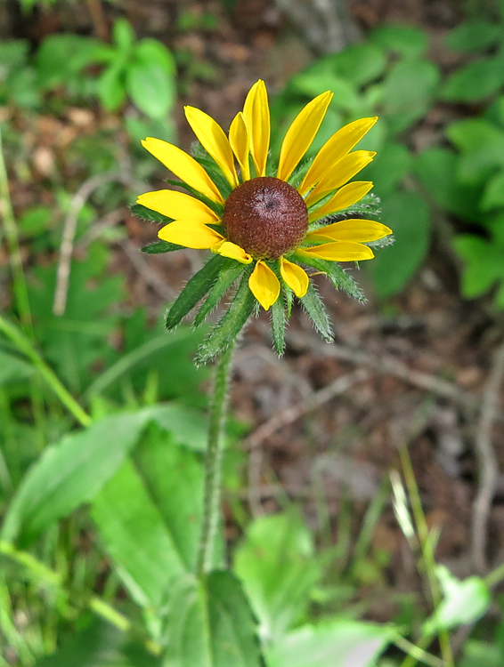 Rudbeckia