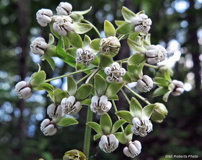 Poke_Milkweed