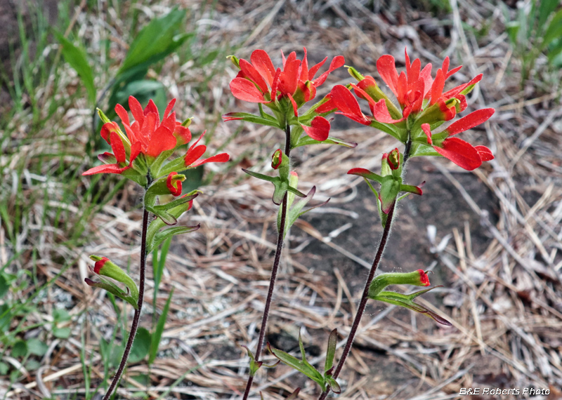 Castilleja