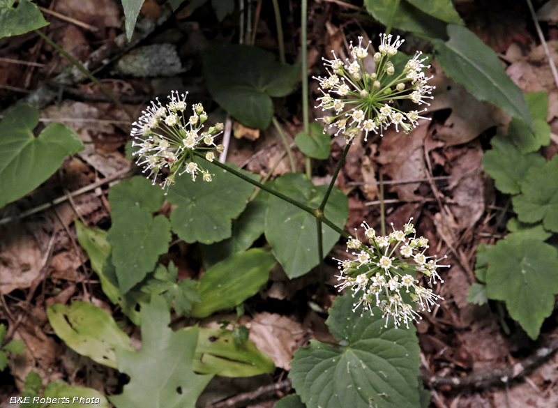 Aralia_nudicaulis