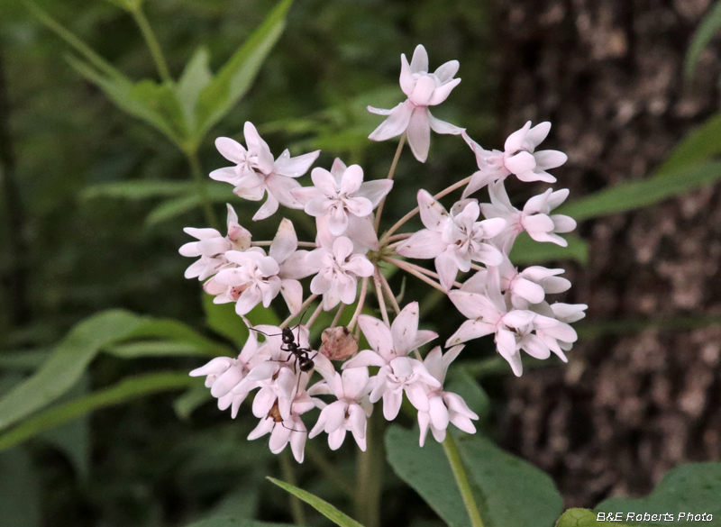 FourLeaf_Milkweed