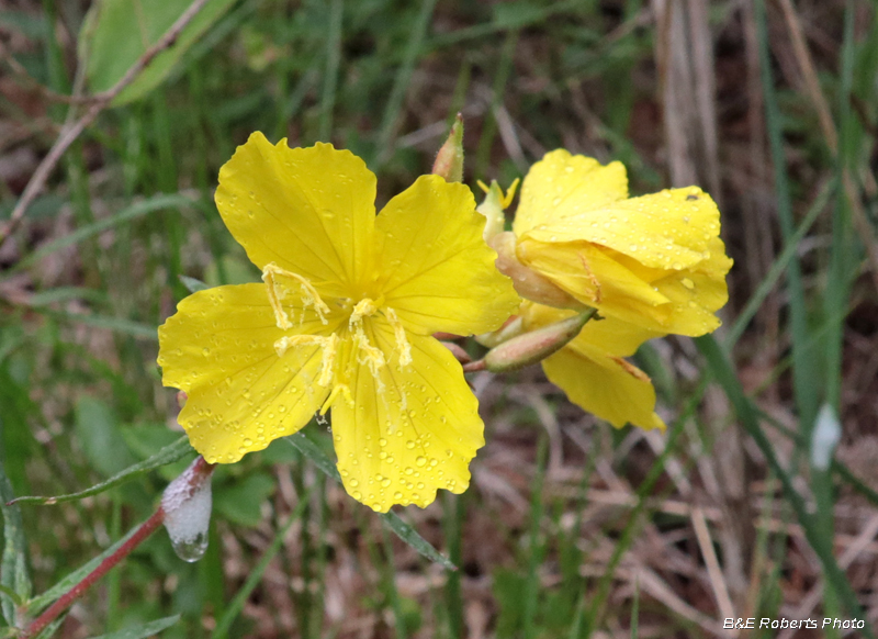 Oenothera