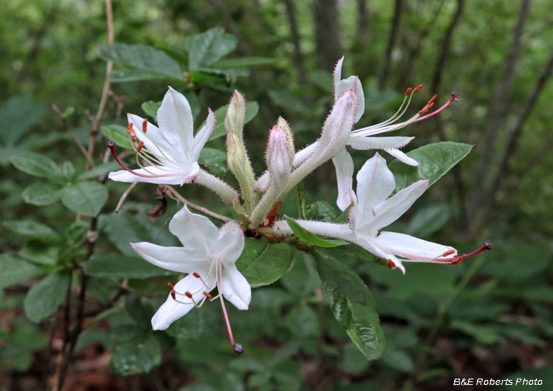 Azalea_viscosum