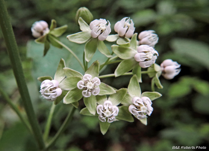 Poke_Milkweed-800-wm