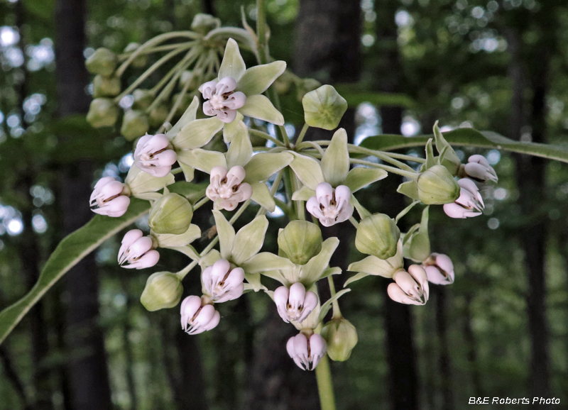 Poke_Milkweed