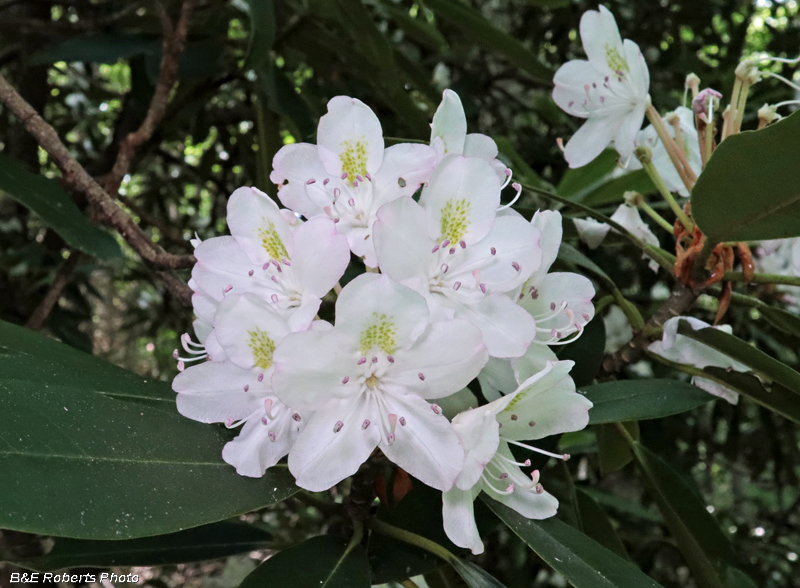 Rhodo_maximum