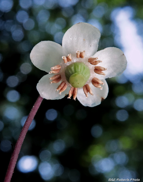 Spotted_Wintergreen