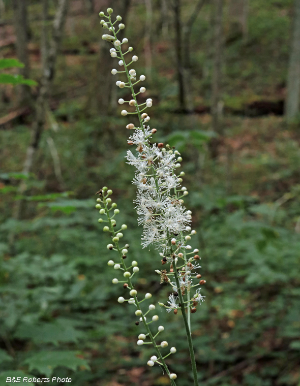 Black_Cohosh