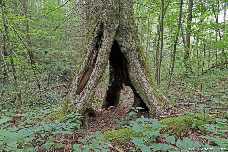 Tree_trunk_roots