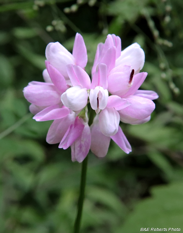 Purple_Crownvetch