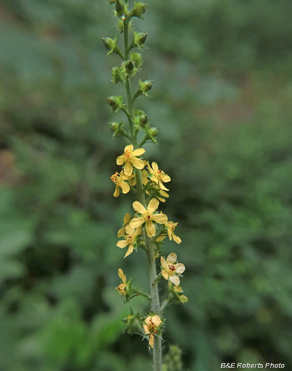 Agrimony