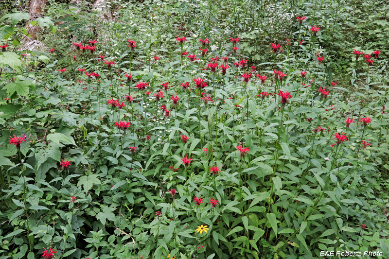 Scarlet_Beebalm