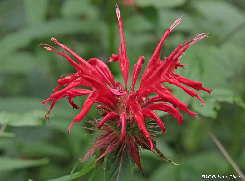 Scarlet_Beebalm