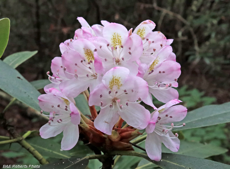 Rhodo_maximum