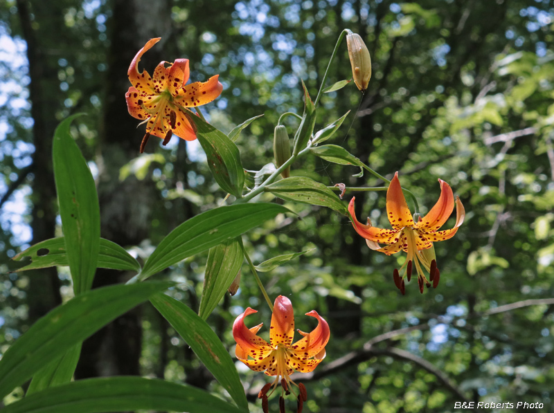 Turks_Cap_Lilies