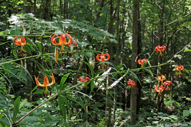 Turks_Cap_Lilies