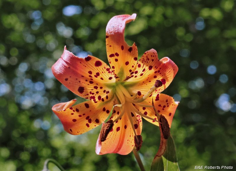 Turks_Cap_Lily