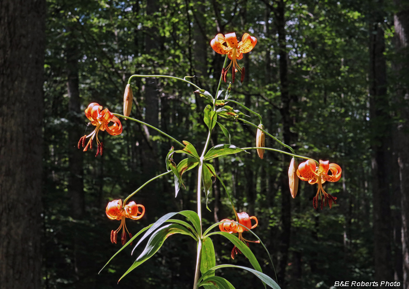 Turks_Cap_Lilies