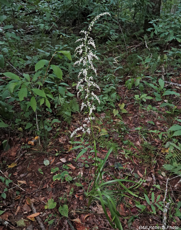 Stenanthium