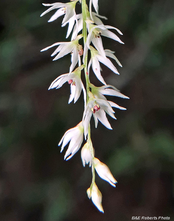 Stenanthium