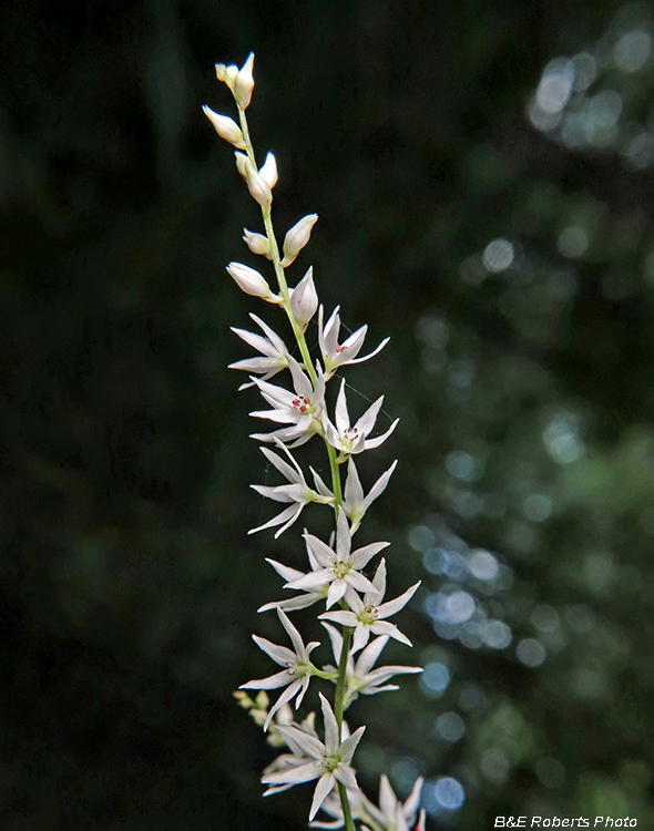 Stenanthium