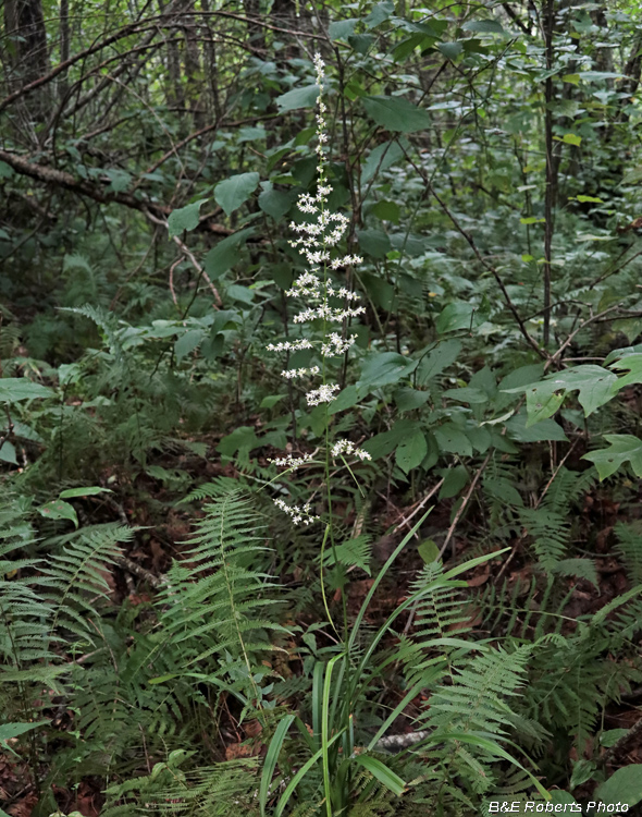 Stenanthium