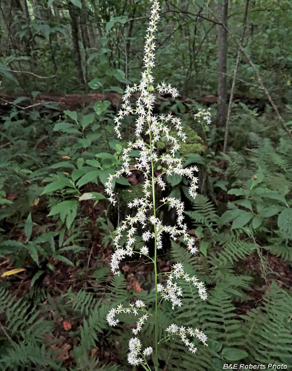 Stenanthium