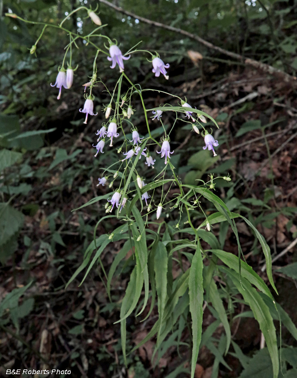 Campanula_divaricata_plant