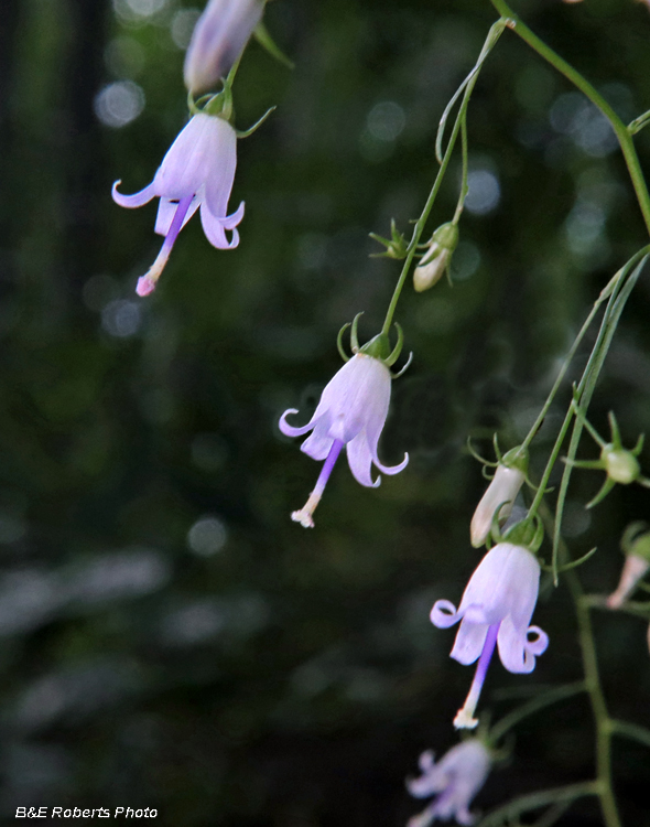 Campanula_divaricata_flowers