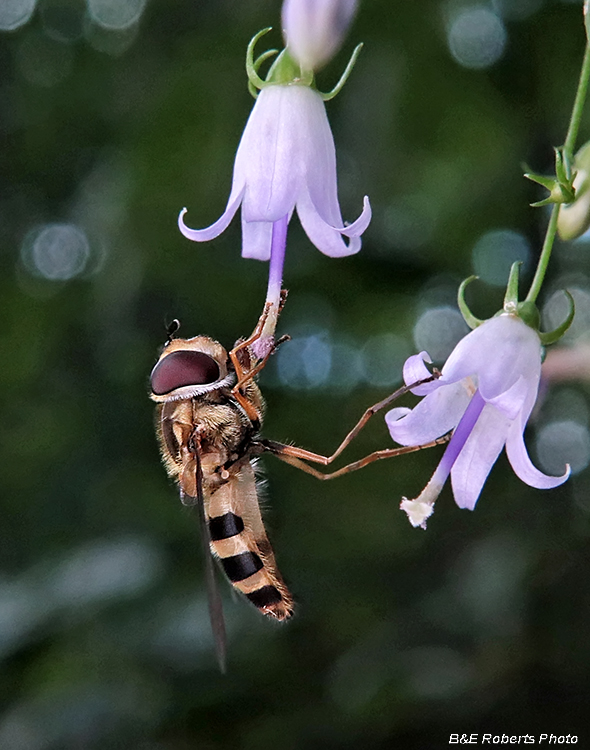 Campanula_divaricata_pollination