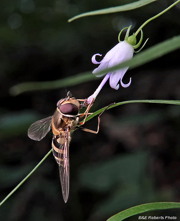 Campanula_divaricata_pollination