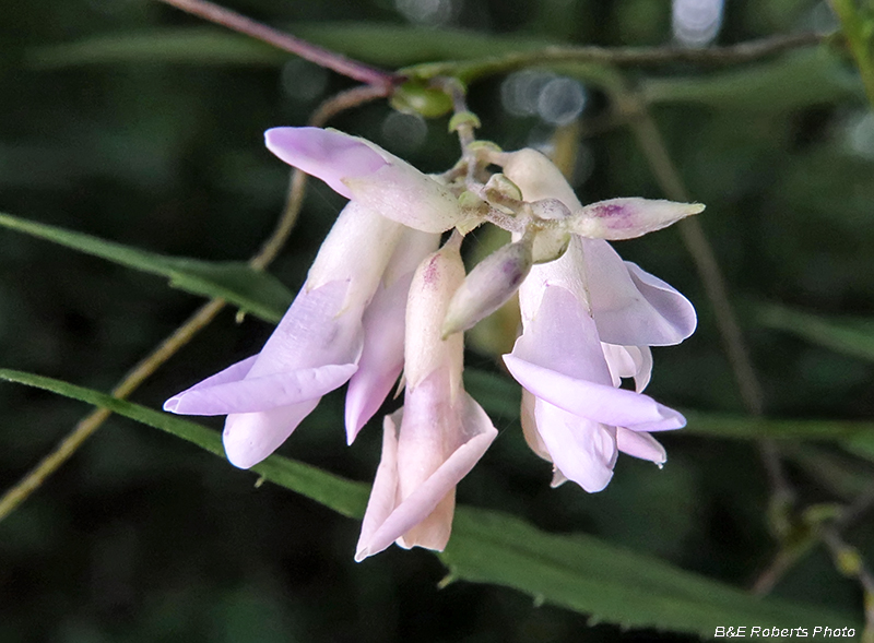 American_Hog_Peanut