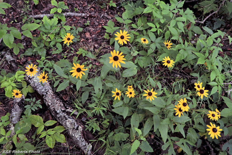 Rudbeckia