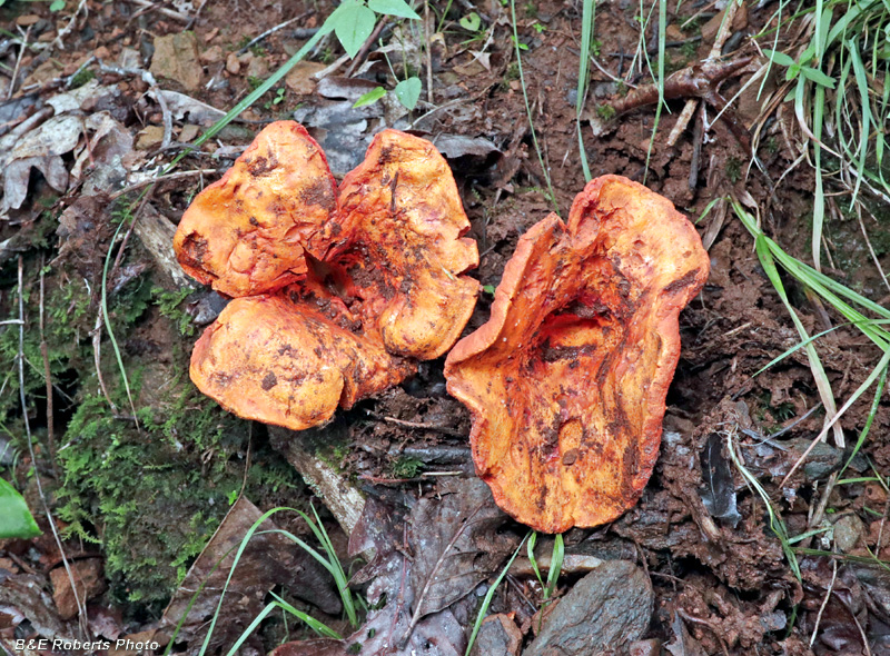 Orange_mushrooms
