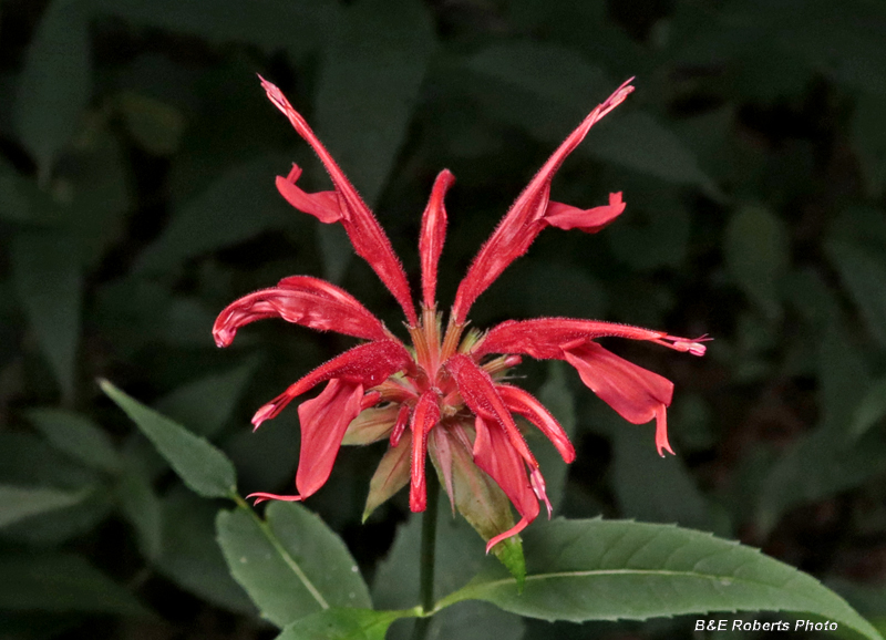 Monarda_didyma