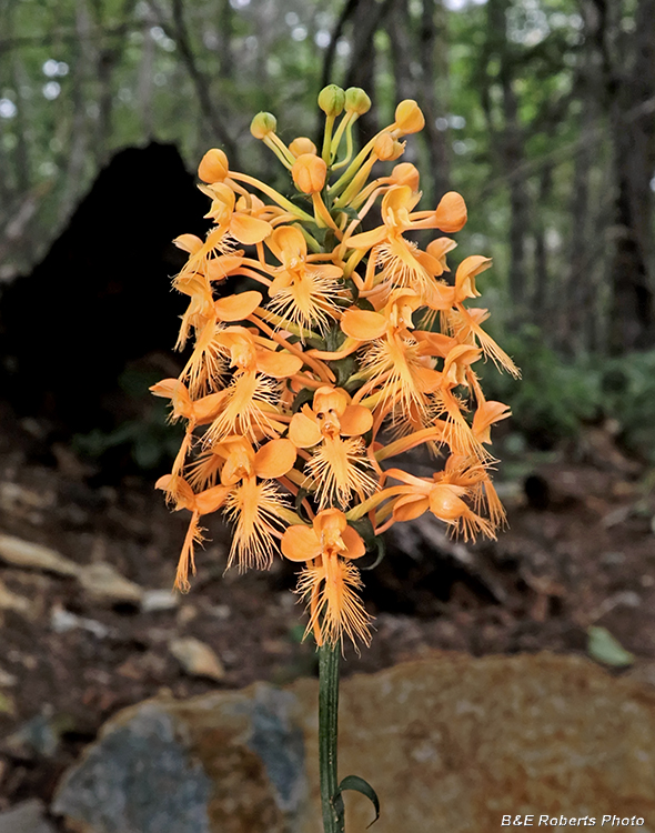 Platanthera_ciliaris