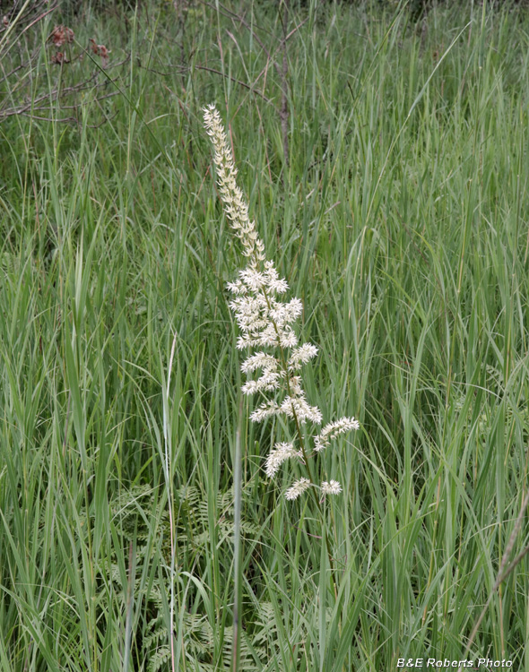 Stenanthium