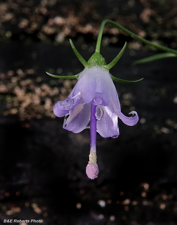 Southern_Harebells