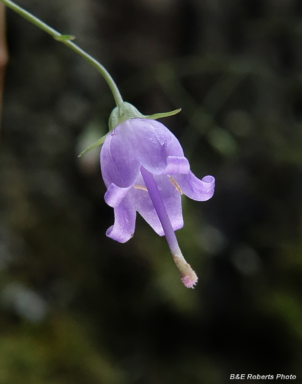 Southern_Harebells