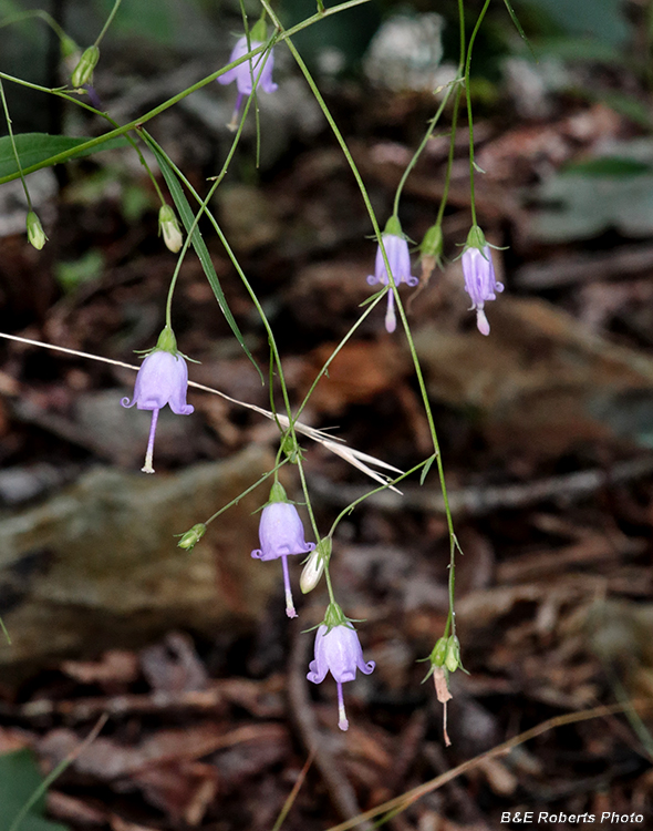 Southern_Harebells