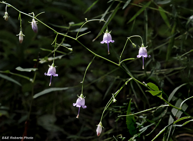 Southern_Harebells