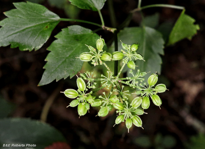 Sarsaparilla