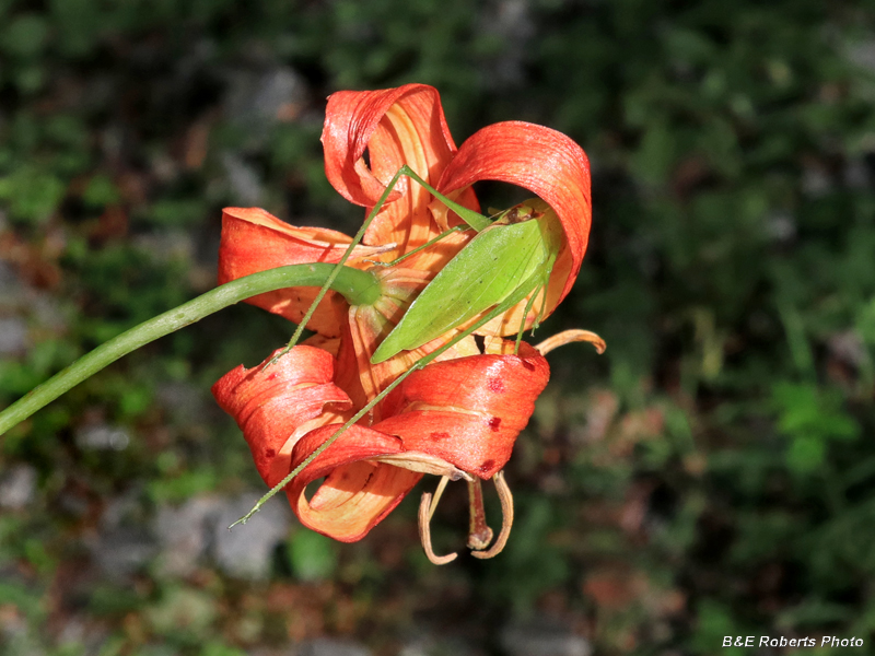 Lilium_superbum_and_Katydid