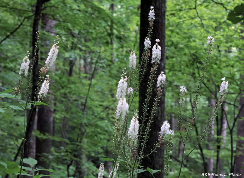 Black_Cohosh