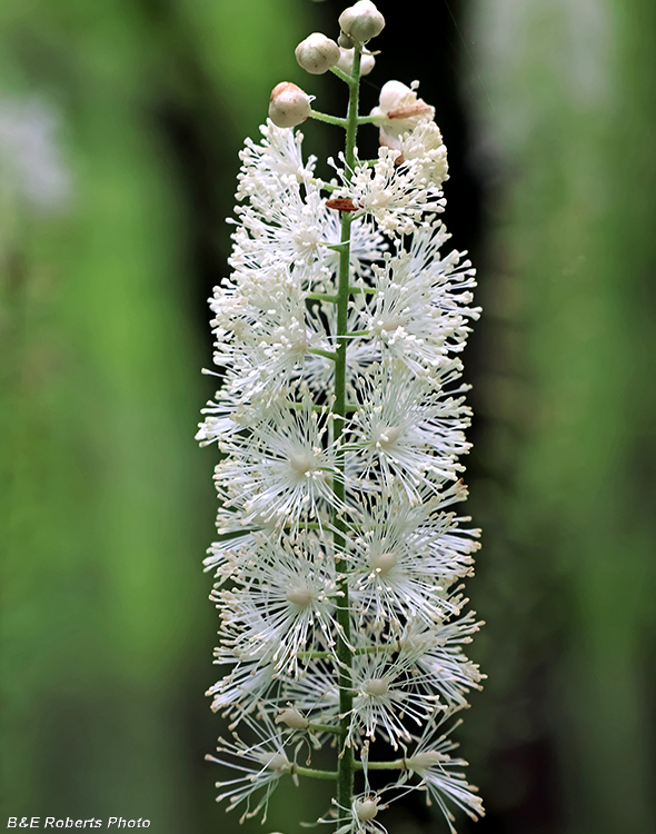 Black_Cohosh