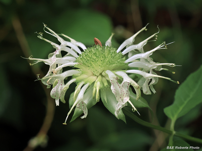 Monarda_clinopodia