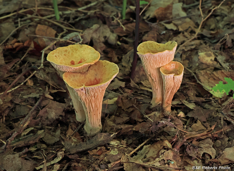 Turbinellus_floccosus