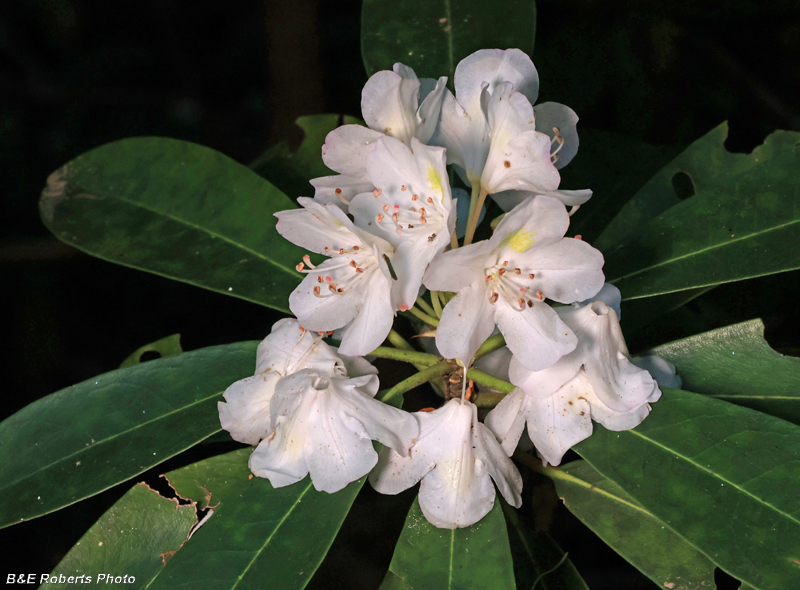 Rhododendron