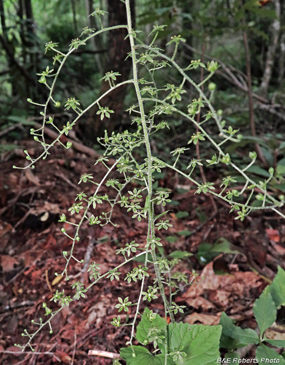 Veratrum_parviflorum