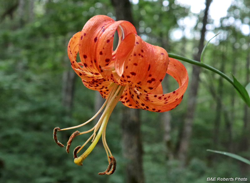 Turks_Cap